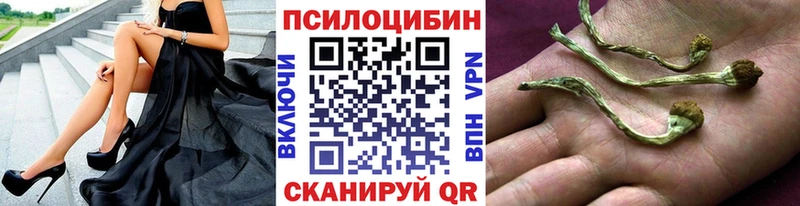 Галлюциногенные грибы Psilocybe  Зеленоградск 